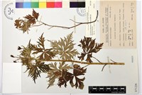 臺灣烏頭藏品圖，第1張