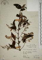 大葉溲疏藏品圖，第1張