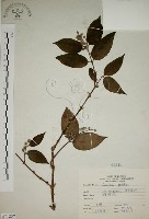 大葉溲疏藏品圖，第1張