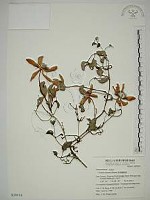 屏東鐵線蓮藏品圖，第1張