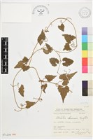 屏東鐵線蓮藏品圖，第2張