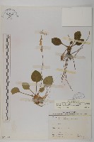 臺灣鬼督郵藏品圖，第1張