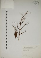 大葉溲疏藏品圖，第1張