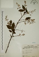 大葉溲疏藏品圖，第1張