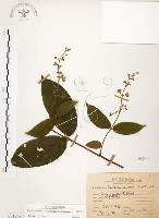 心基葉溲疏藏品圖，第1張
