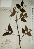 大葉溲疏藏品圖，第1張