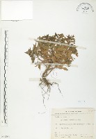 茅毛珍珠菜藏品圖，第1張