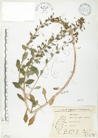 茅毛珍珠菜藏品圖，第1張