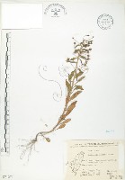 茅毛珍珠菜藏品圖，第1張