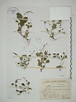 小扁豆藏品圖，第1張