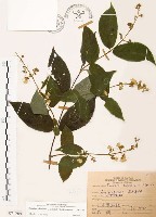 心基葉溲疏藏品圖，第1張