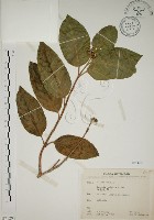 大葉溲疏藏品圖，第1張