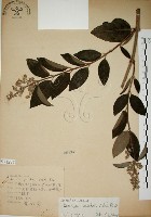 大葉溲疏藏品圖，第1張