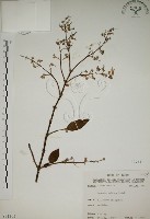 大葉溲疏藏品圖，第1張