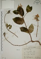 大葉溲疏藏品圖，第1張