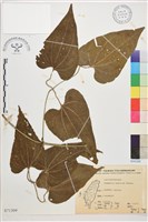 田代氏鐵線蓮藏品圖，第1張