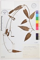 田代氏鐵線蓮藏品圖，第1張