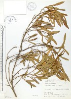 車桑子藏品圖，第1張