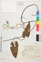 田代氏鐵線蓮藏品圖，第1張