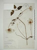 田代氏鐵線蓮藏品圖，第1張