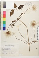 田代氏鐵線蓮藏品圖，第2張