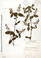 心基葉溲疏藏品圖，第1張