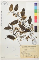 柱果鐵線蓮藏品圖，第2張