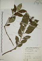 大葉溲疏藏品圖，第1張