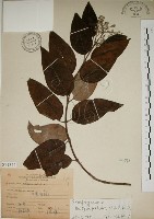 大葉溲疏藏品圖，第1張