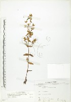 大籽當藥、巒大當藥藏品圖，第1張