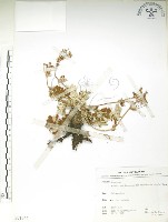 玉山金梅藏品圖，第1張