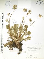 玉山金梅藏品圖，第1張