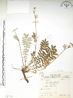 玉山金梅藏品圖，第1張