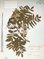 巒大花楸藏品圖，第1張