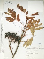 巒大花楸藏品圖，第1張