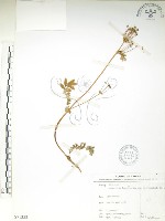 玉山金梅藏品圖，第1張