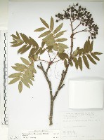 巒大花楸藏品圖，第1張