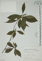 山黃梔藏品圖，第1張