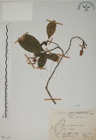 山黃梔藏品圖，第1張