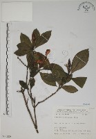 山黃梔藏品圖，第1張