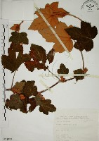 高山懸鉤子、玉山懸鉤子藏品圖，第1張