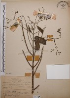 大青藏品圖，第1張