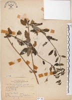 灰葉蕕藏品圖，第1張