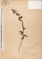 灰葉蕕藏品圖，第1張