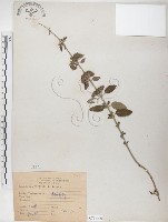 灰葉蕕藏品圖，第1張