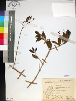 苦林盤藏品圖，第1張