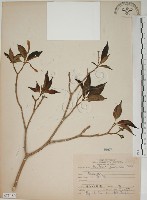 山黃梔藏品圖，第1張