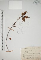 霧社山櫻花藏品圖，第1張