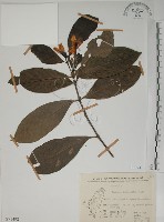 山黃梔藏品圖，第1張