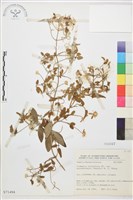 鵝鑾鼻鐵線蓮藏品圖，第2張